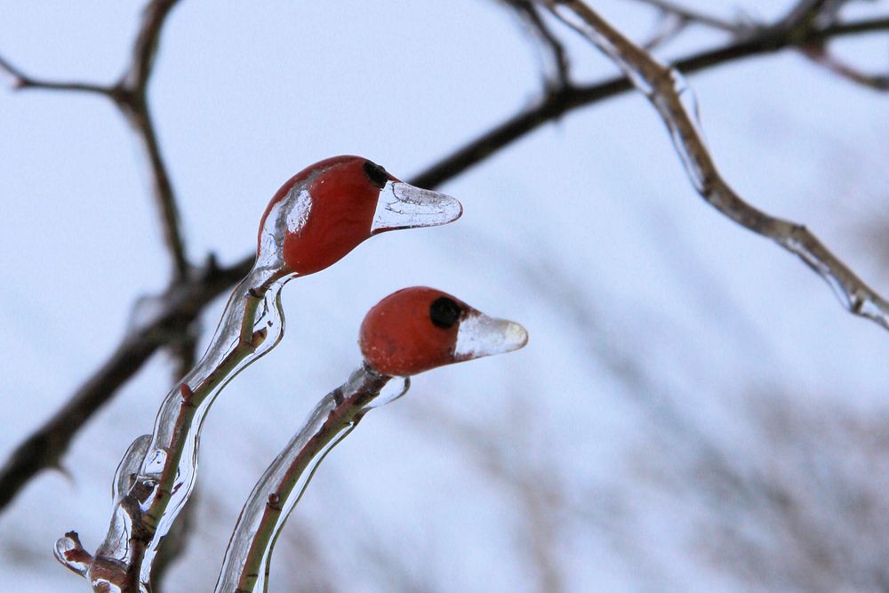 coole Eisvögel von Thomas Schmalstieg