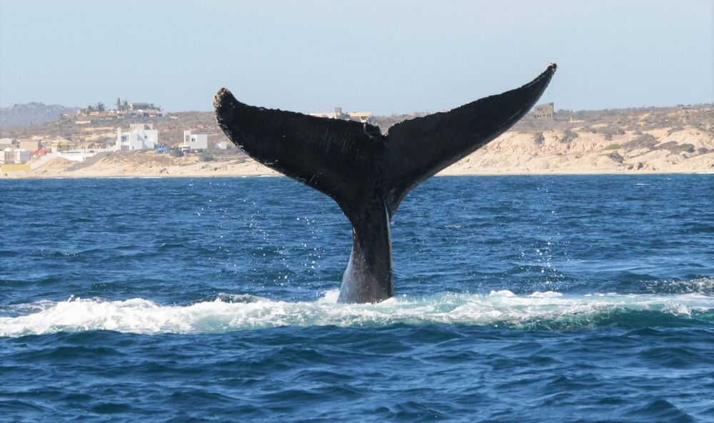 Singer male of humpback whale by Esther JL 