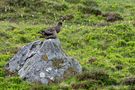 Vögel der Insel Runde - Norwegen de Hilde.brandt