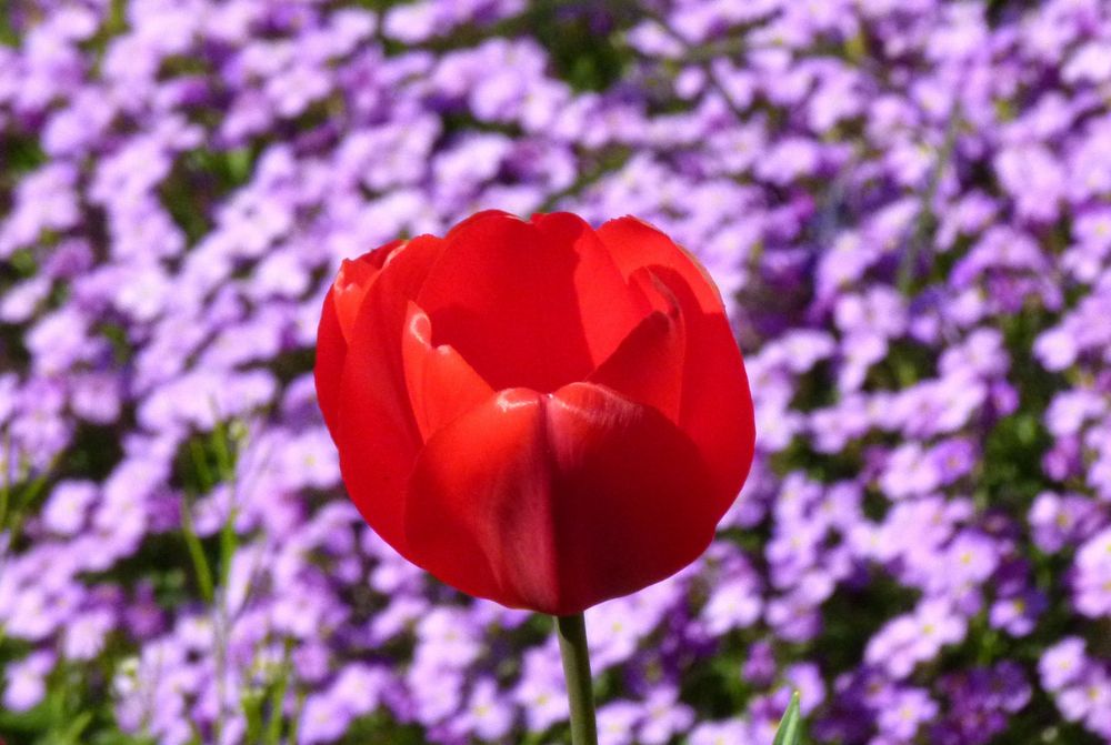 "Tulpe mit farblichem Kontrast" von Ernst R. Schwab 