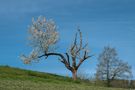 baum  von Dieter Bossard