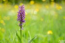 Breitblättriges Knabenkraut (Dactylorhoza majalis) von W Zopf