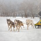 9217G Hunderschlittenrennen mit Schneefall