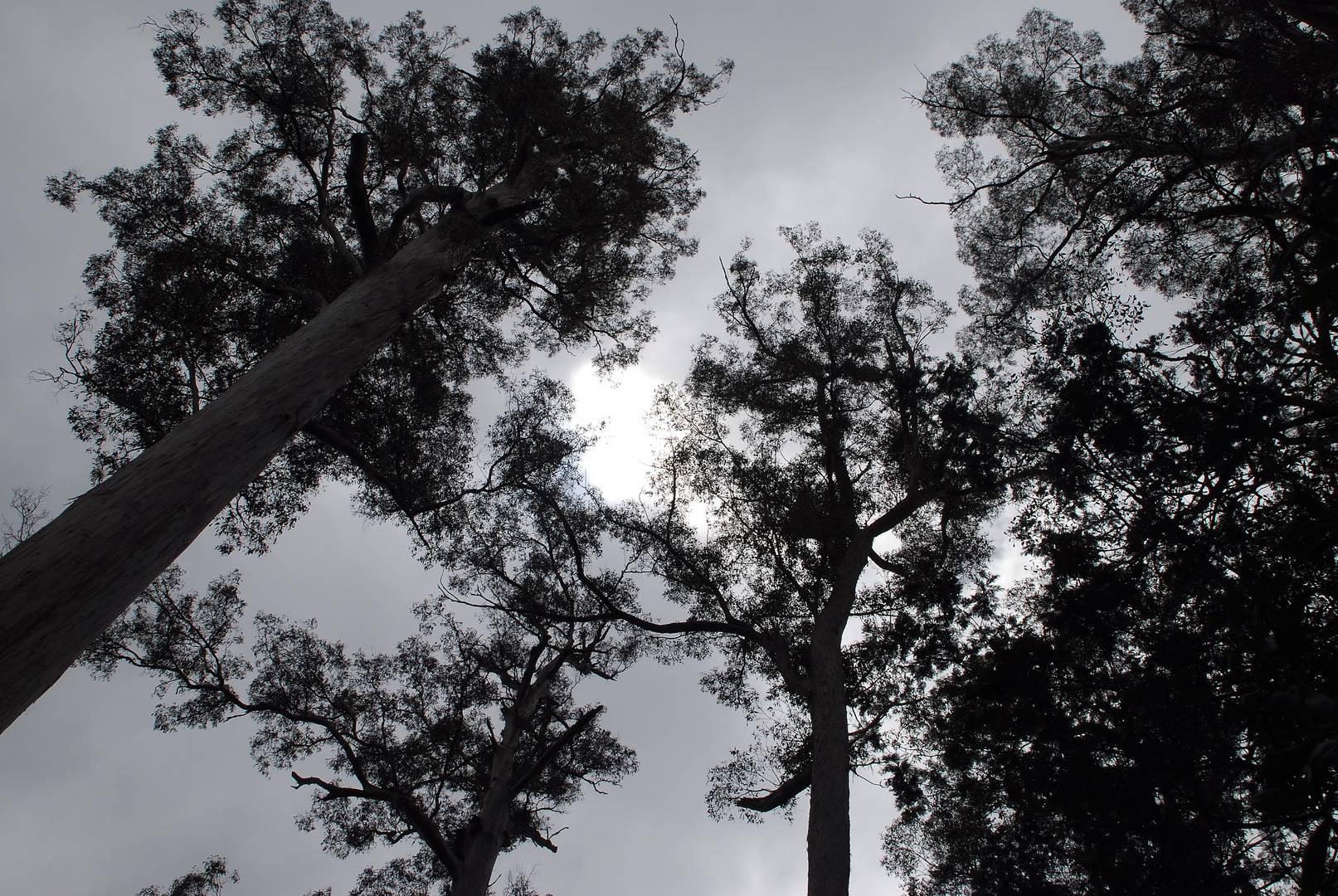 92,1m über uns - White Gums im Evercreech Nationalpark -