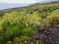 frisches Grün auf alter Lava von Rainer Kaelcke