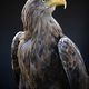 Seeadler