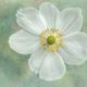 Anemone Honorine Jobert 