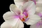 Orchide von Thomas Achtstätter