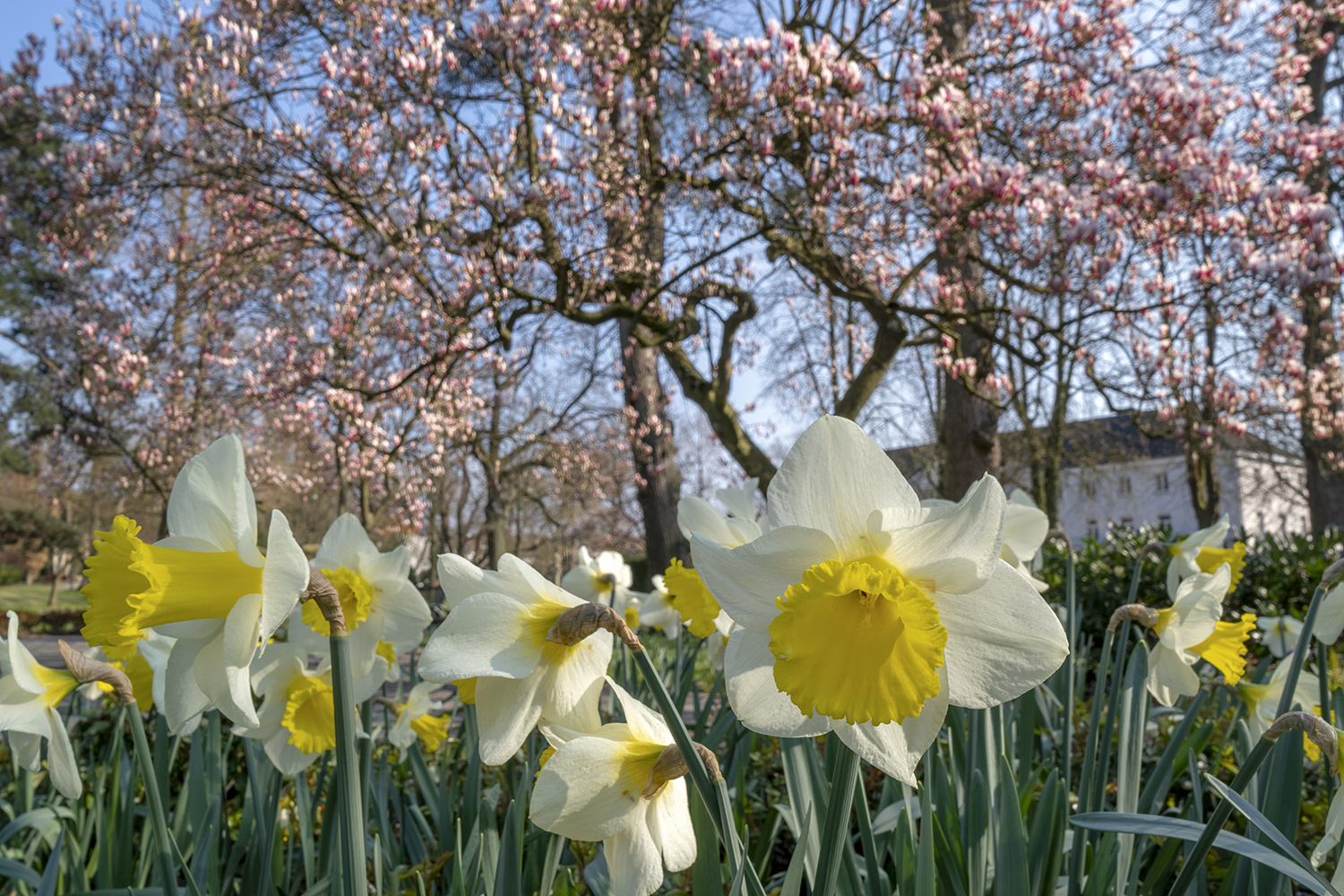 9285SB Frühling Bad Eilsen Kurpark