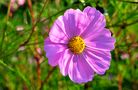 Schmuckkörbchen (Cosmea bipinnata) by Gerhard Barth 