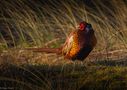 Fasan im Licht der untergehenden Sonne by Claus Fisser 