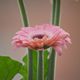 balcony flower 