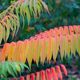 Essigbaum - geliebt wegen der tollen Farben