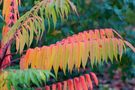 Essigbaum - geliebt wegen der tollen Farben von K.Becker