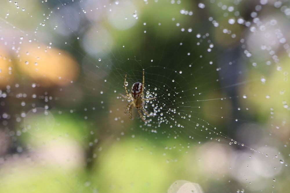 Spinnchen im Stadtpark von PlankCornelia