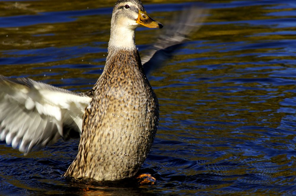 Ente von Birgit Vierbuchen