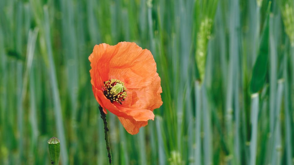 Mohn am Feldrand von UW-Karsten