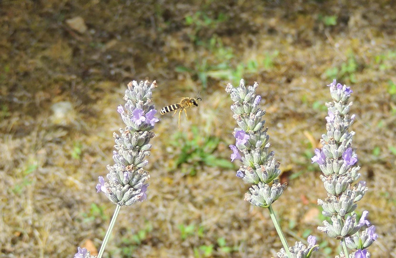 936 Colletes succintus 