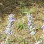 936 Colletes succintus 