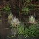 Wasserpflanzen in der Abendsonne