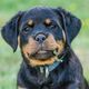 junger rottweiler