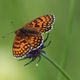 Westlicher Scheckenfalter, Melitaea parthenoides