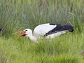 Storch isst einen Wurm von _ldphoto