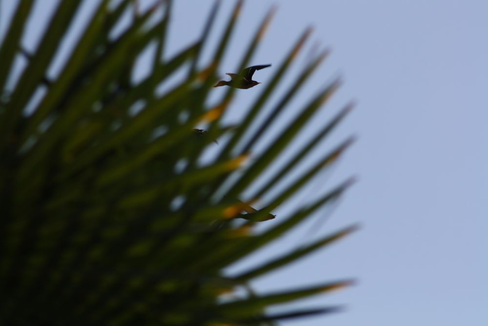 einsamer Flug von Clauderls_leben