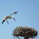 storch