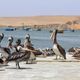 Plicans des Iles Ballestas au Prou