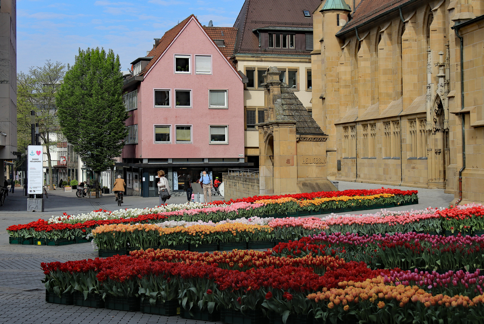 94000 Tulpen blühen