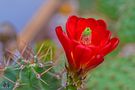 Echinocereus-Blüte-30-5 von Josef Juchem