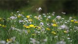 Frühlings-Wiese von Ilse Bartels