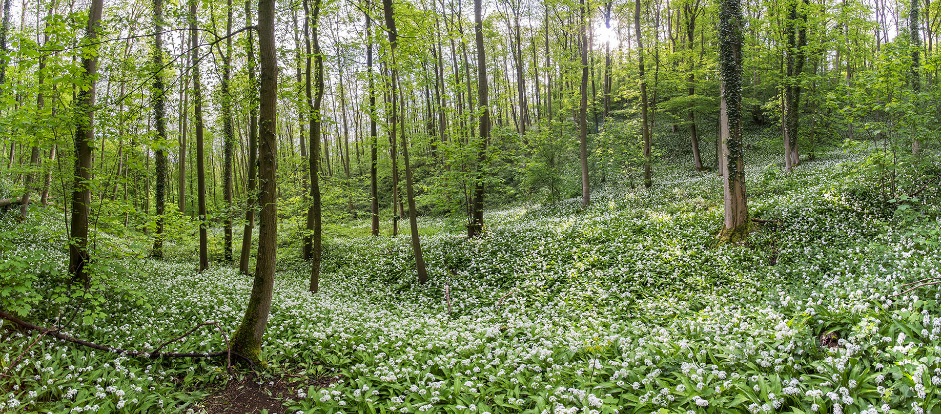 9428SB-29SB Bärlauch Panorama 220 Grad