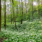 9428SB-29SB Bärlauch Panorama 220 Grad