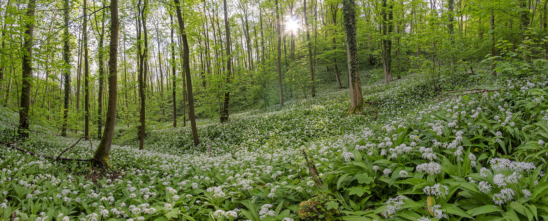 9430SB-32SB Bärlauchblüte Panorama