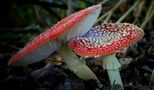 The Fungi World (341) : Fly Agaric von Mark Billiau.