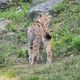 Luchs im Nationalpark