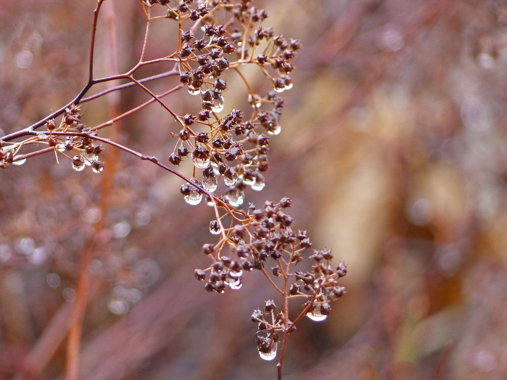 Herbsttränen von Satira