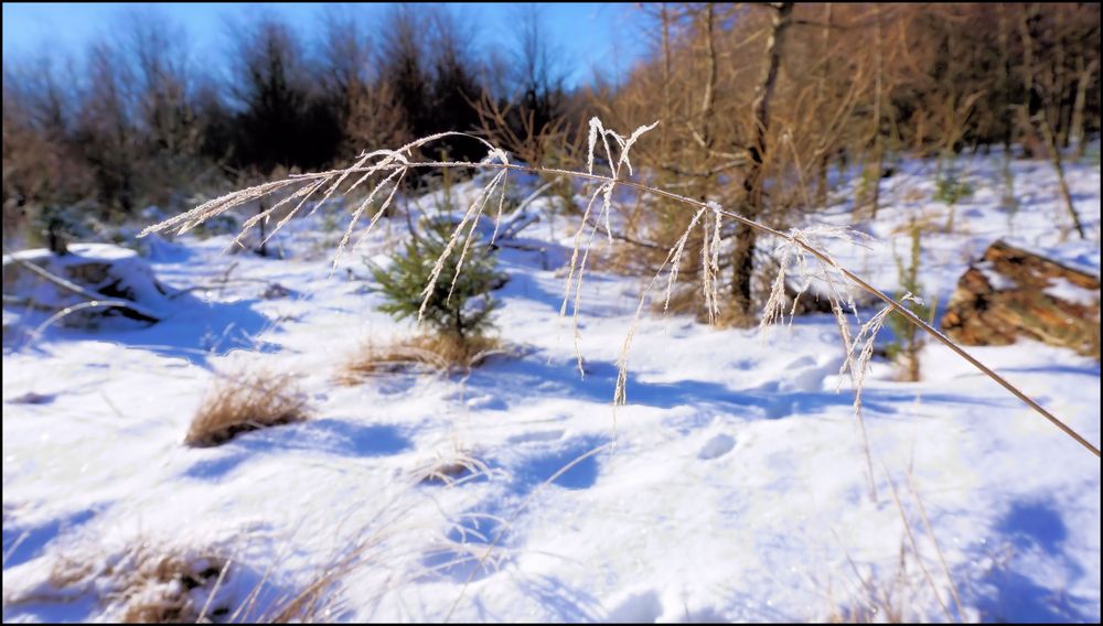 Frostiger Harz von Frank K.R.