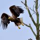 Seeadler am Barther Bodden