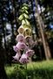 Digitalis Purpurea von Laura.B.R