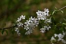 " Fleurs de Printemps " de Jean COLLETTE 