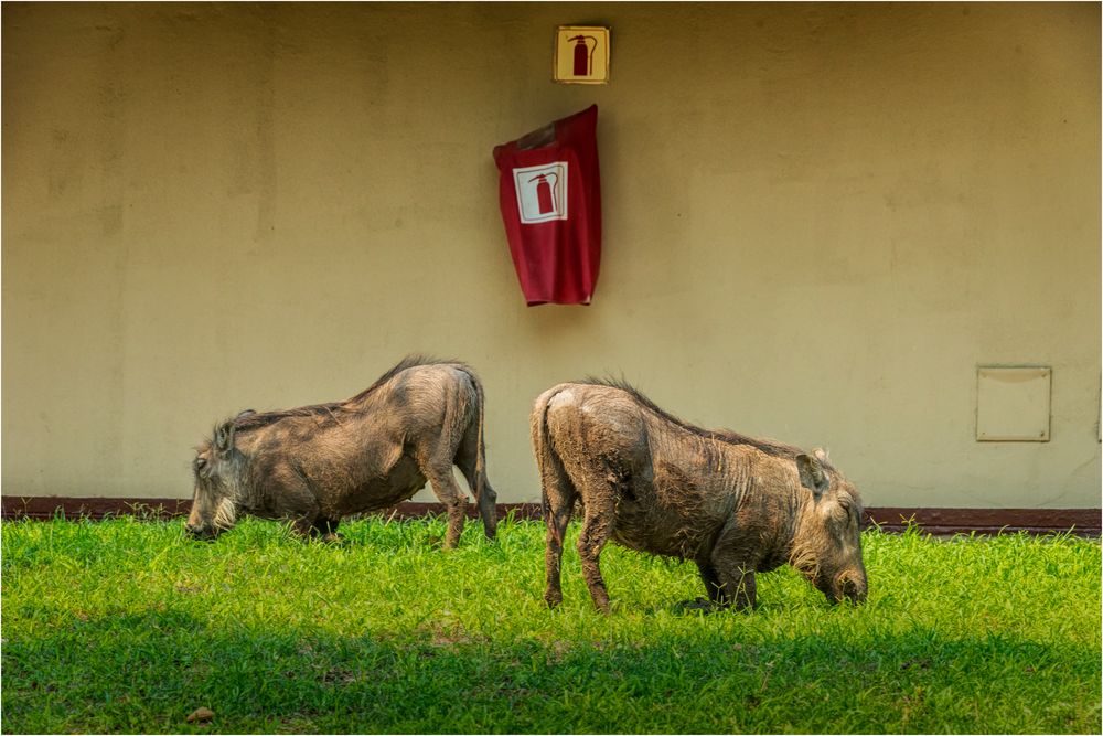 Warzenschweine von fottis