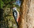   - Mittelspecht -  ( Dendrocopos medius ) von Wolfgang Zerbst - Naturfoto