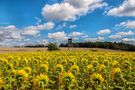 Sonnenblumen , mal eine andere Perspektive ... von Adelheid Bauer