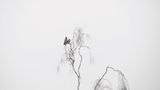 Krähen auf einer Birke by Gerhard Bergner 