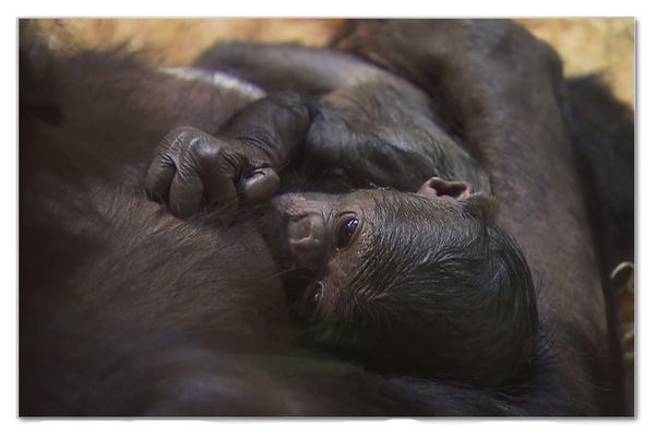 95 / 365 ... Bonobobaby