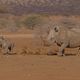 Mutti mit Kind - Breitmaulnashorn