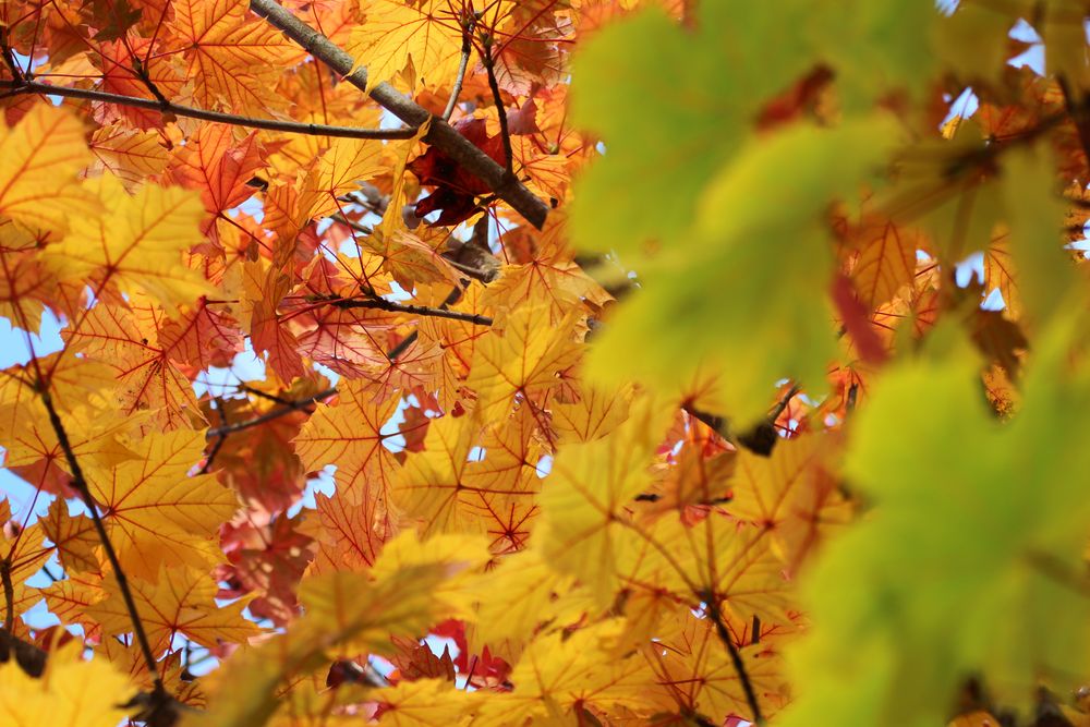 Colorfull Autumn von Michael Hiebaum